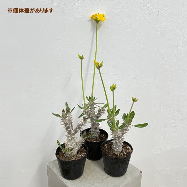 観葉植物 パキポディウム デンシフローラム（国内実生株） 3.5号ポット