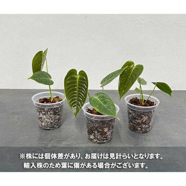 観葉植物/アンスリウム：ベイチー　3号ポット｜engei｜05