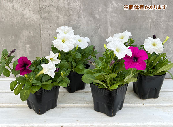 草花の苗/ペチュニア：ディーバ2色植え（パープル＆ホワイト）3.5号ポット｜engei｜04
