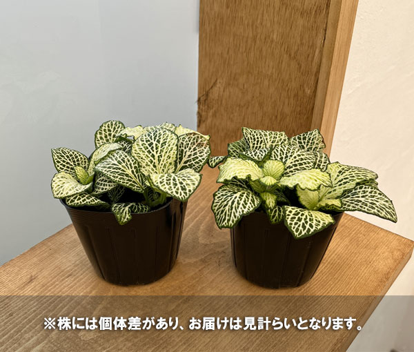 観葉植物/フィットニア：スノースター　3号ポット｜engei｜05