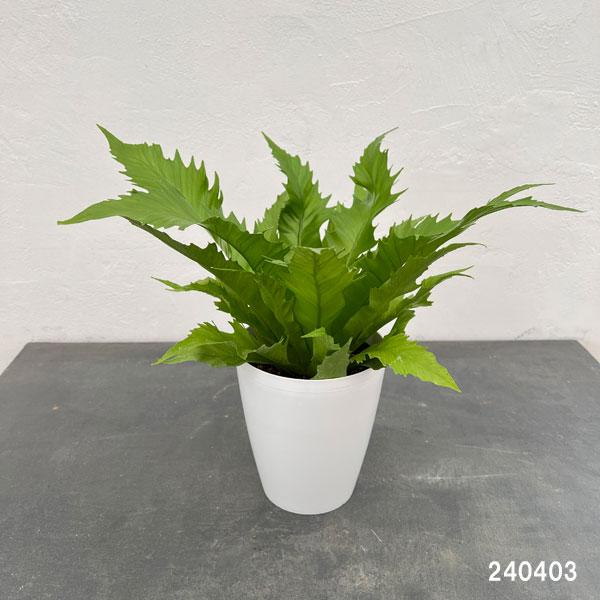 観葉植物/アスプレニウム：ビーナス　６号鉢植え｜engei｜02