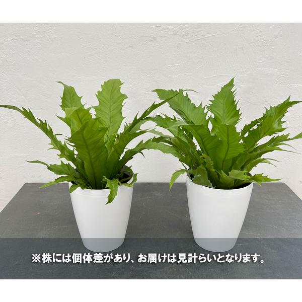 観葉植物/アスプレニウム：ビーナス　６号鉢植え｜engei｜08