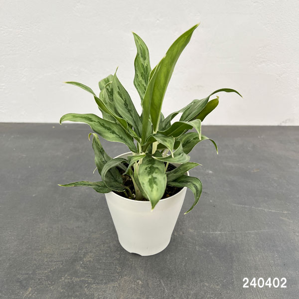 観葉植物 サマーセール アグラオネマ ゴースト...の詳細画像1