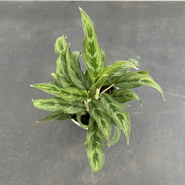 観葉植物 サマーセール アグラオネマ ゴースト...の詳細画像2