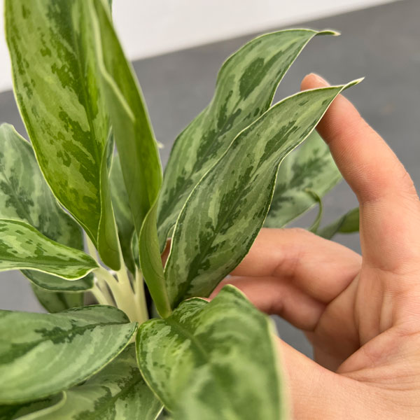 観葉植物 サマーセール アグラオネマ ゴースト...の詳細画像3