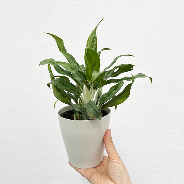 観葉植物 サマーセール アグラオネマ ゴースト...の詳細画像4