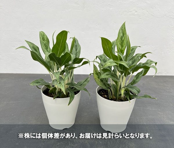 観葉植物 サマーセール アグラオネマ ゴースト...の詳細画像5