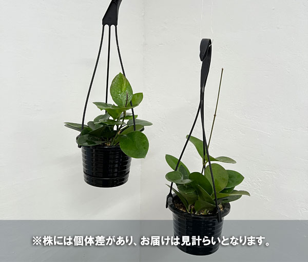 観葉植物/ホヤ：オーストラリス　4号吊り鉢｜engei｜04