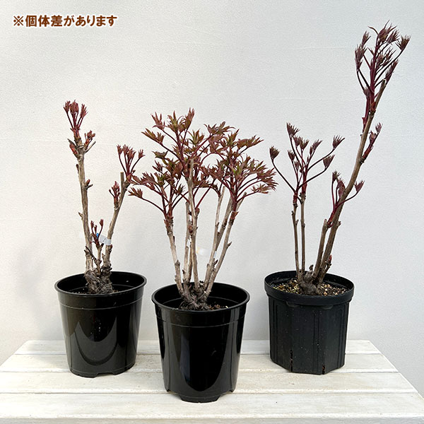 花木 庭木の苗 牡丹（ぼたん） 秋郷の誉（あきさとのほまれ）6号鉢植え