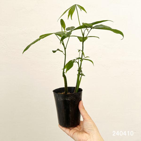 観葉植物/パキラ：グラブラ（実生苗）　3号ポット タネから育てたかわいいパキラ　観葉植物｜engei｜02