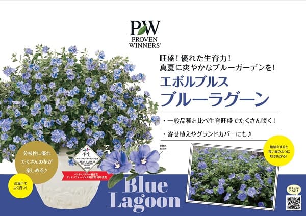 草花の苗 エボルブルス ブルーラグーン3号ポット |  | 05