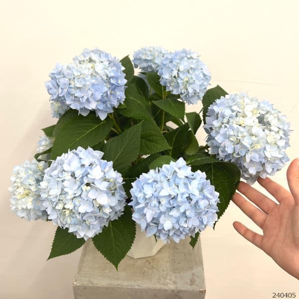 花木 庭木の苗/四季咲きアジサイ：霧島の恵み（ブルー） 5号鉢植え｜engei｜02