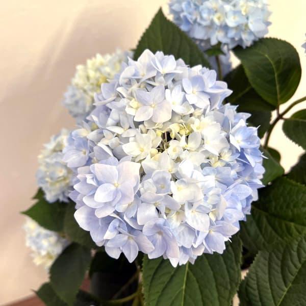 花木 庭木の苗/四季咲きアジサイ：霧島の恵み（ブルー） 5号鉢植え｜engei｜03