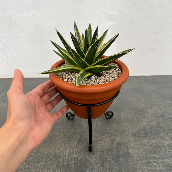 観葉植物 アガベ 輝山（きざん） 5号陶器鉢植え* : 園芸ネット - 通販