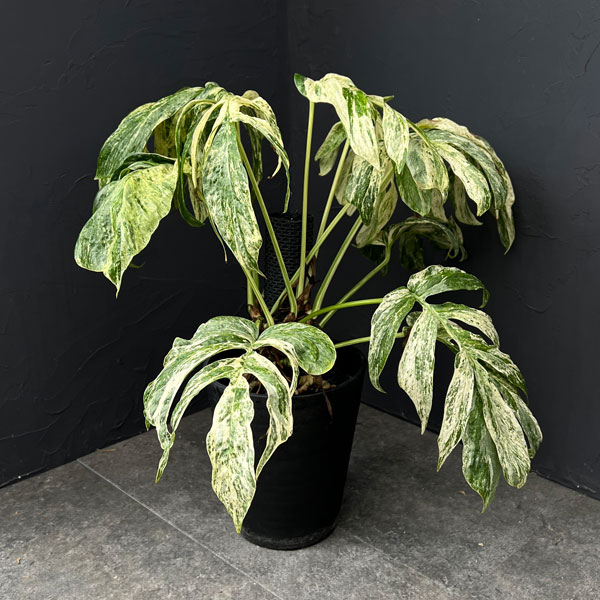 観葉植物 ラフィドフォラ スペーシス バリエガータ 7号鉢植え25-01