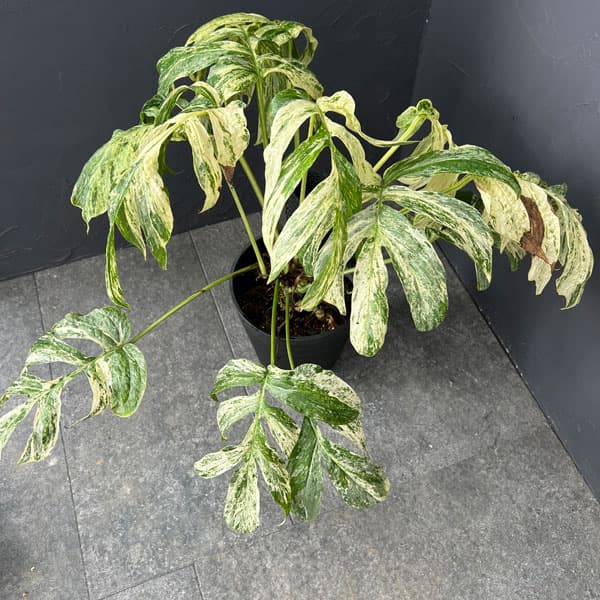 観葉植物 ラフィドフォラ スペーシス バリエガータ 7号鉢植え25-01