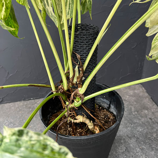 観葉植物 ラフィドフォラ スペーシス バリエガータ 7号鉢植え25-01