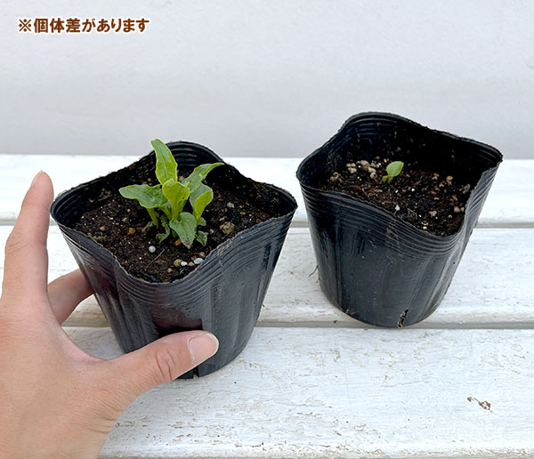 草花の苗 エキナセア サンシーカーズ アップル...の詳細画像4