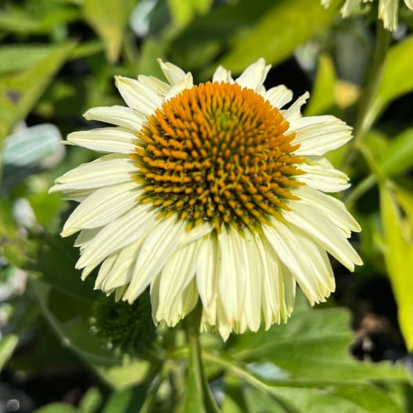 草花の苗 エキナセア サンシーカーズ アップル...の詳細画像2