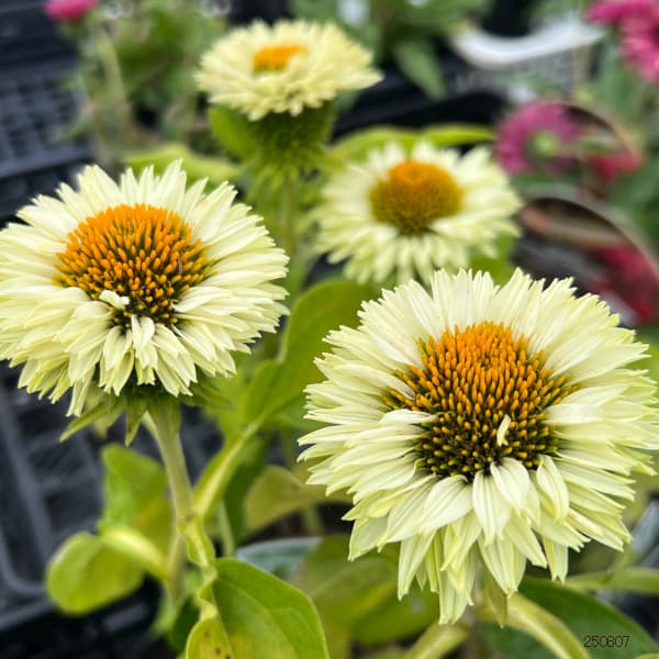 草花の苗 エキナセア サンシーカーズ アップル...の詳細画像5