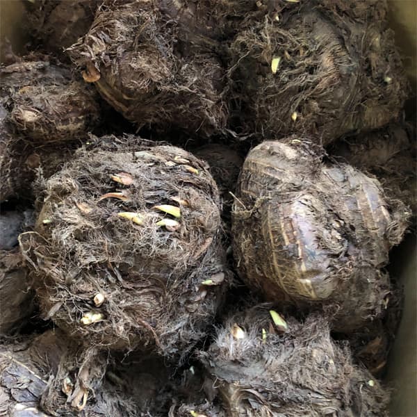 野菜の苗 サトイモ 八つ頭(やつがしら)3.5...の詳細画像2