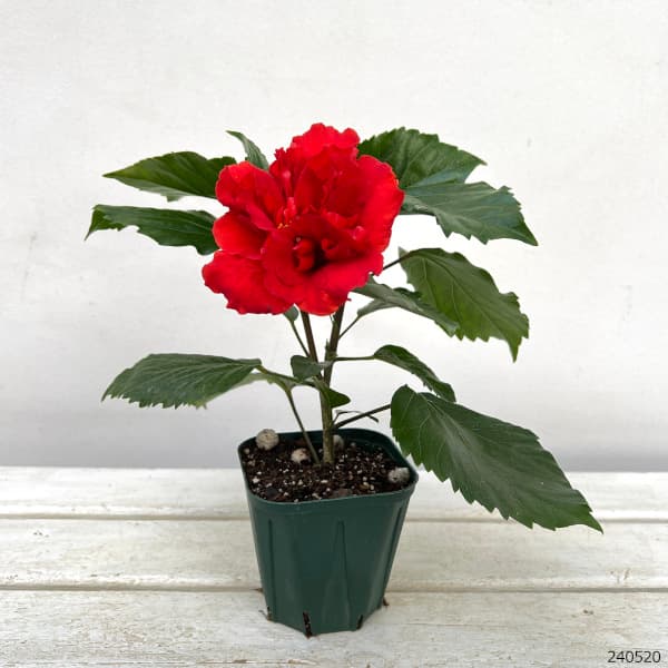草花の苗 ハイビスカス(ニューロングライフ) ...の詳細画像1