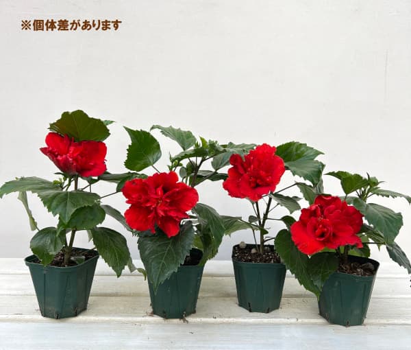 草花の苗 ハイビスカス(ニューロングライフ) ...の詳細画像3