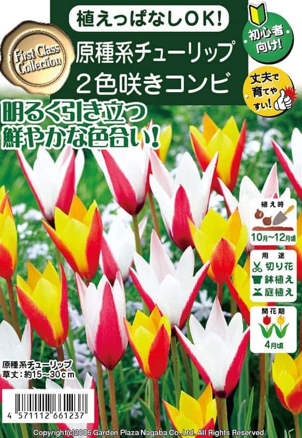 球根 チューリップ(原種系) 2色咲きコンビ(...の詳細画像2
