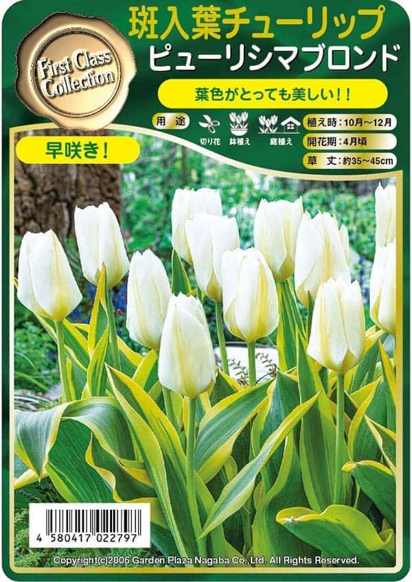 チューリップ ピューリシマブロンド1球植え芽出...の詳細画像1