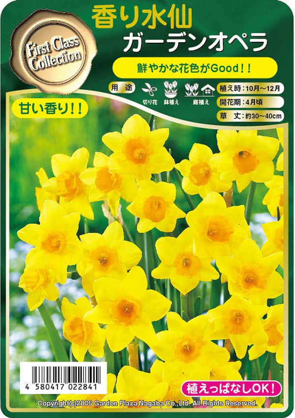 球根 26年9月中下旬予約 水仙 ガーデンオペ...の詳細画像4