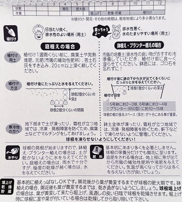 球根 26年9月中下旬予約 水仙 ガーデンオペ...の詳細画像1