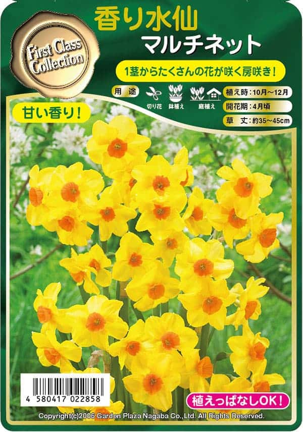 球根 26年9月中下旬予約 水仙 マルチネット...の詳細画像4