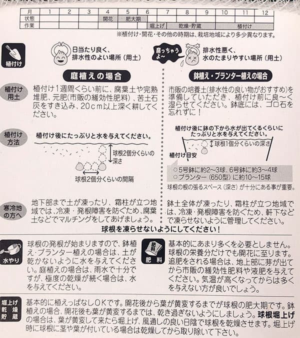 球根 26年9月中下旬予約 水仙 マルチネット...の詳細画像1