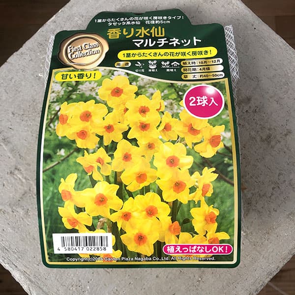 球根 26年9月中下旬予約 水仙 マルチネット...の詳細画像2
