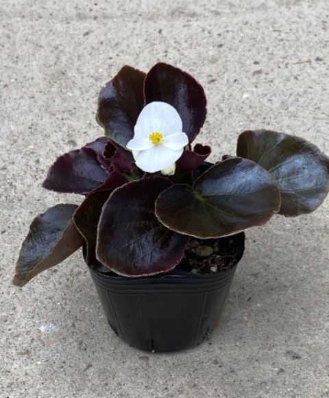 草花の苗 ベゴニア センパフローレンス ナイト...の詳細画像3