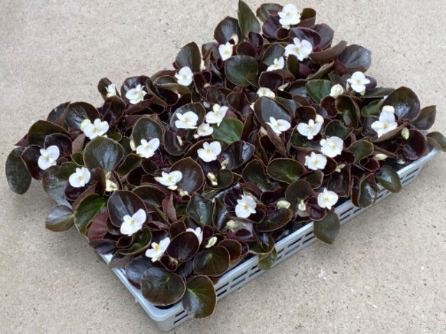 草花の苗 ベゴニア センパフローレンス ナイト...の詳細画像4