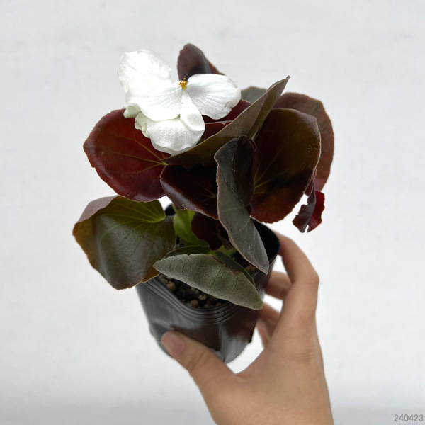 草花の苗 ベゴニア センパフローレンス ナイト...の詳細画像1