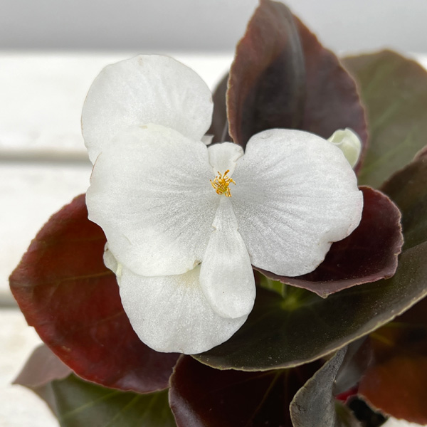 草花の苗 ベゴニア センパフローレンス ナイト...の詳細画像2