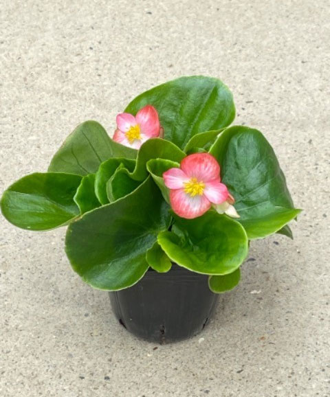 草花の苗 (わけあり特価)ベゴニア センパフロ...の詳細画像2