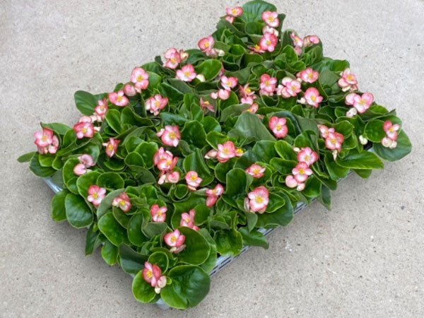 草花の苗 (わけあり特価)ベゴニア センパフロ...の詳細画像1