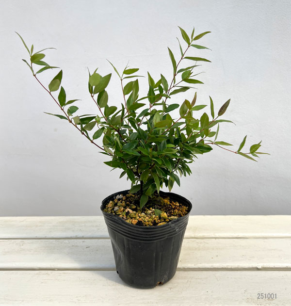 草花の苗 カロライナジャスミン4号鉢植え : 園芸ネット - 通販 - Yahoo