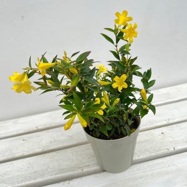 草花の苗 カロライナジャスミン4号鉢植え : 園芸ネット - 通販 - Yahoo