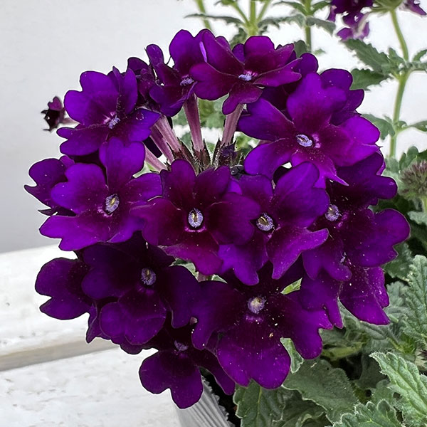バーベナ　根付き苗　1苗 バーベナ苗ピンク（花の苗）｜苗 | 花、ガーデニング のおすすめ人気