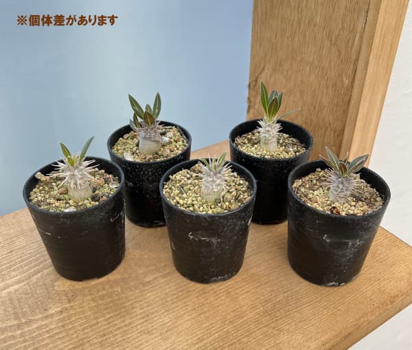 観葉植物/パキポディウム：ロスラーツム　2.5号鉢植え｜engei｜05