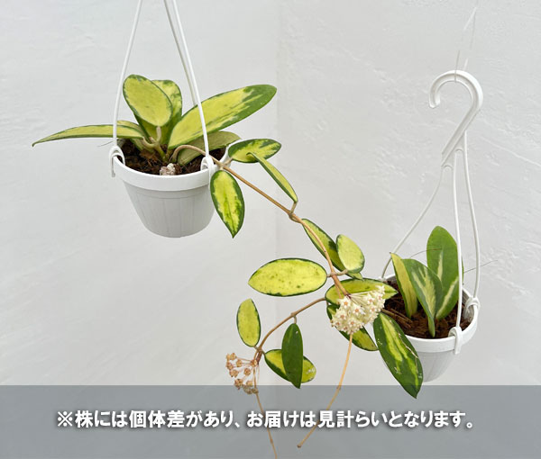 観葉植物/ホヤ：アクターバリエガータ 3号吊り鉢 : 236861 : 園芸ネット - 通販 - Yahoo!ショッピング