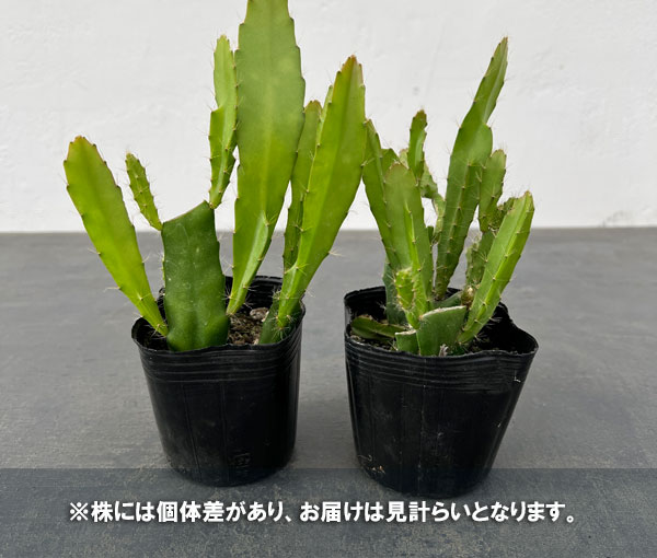 観葉植物/クジャクサボテン：ホワイト系　3号ポット｜engei｜04