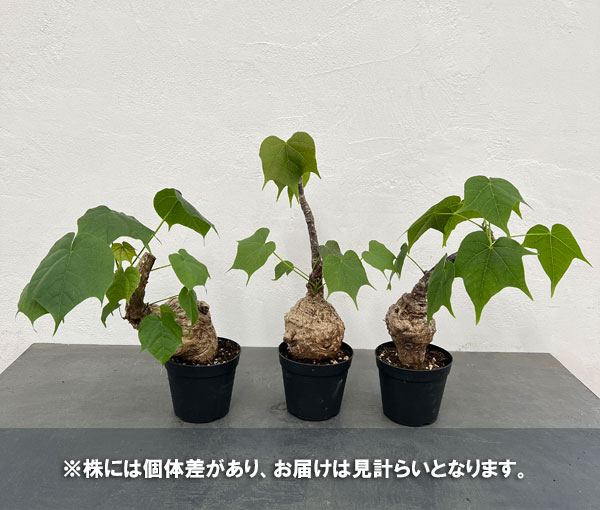 観葉植物/フィルミアナ：コロラータ　3.5号硬質ポット｜engei｜05