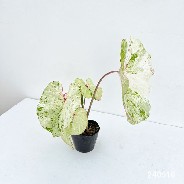 観葉植物/カラジューム：ペインテッドフロッグ4.5号ポット｜engei｜10