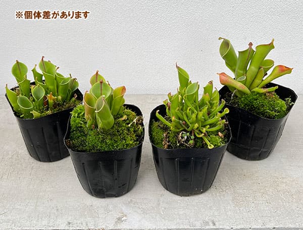観葉植物/ヘリアンフォラ　3号ポット｜engei｜05