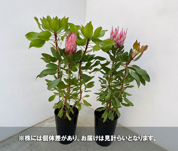 プロテア 苗（苗木、植木） | 花、ガーデニング のおすすめ人気商品
